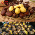 Hebei Fresh Chestnuts--New Crop and best quality
